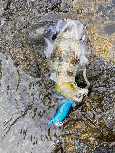 アオリイカの釣果