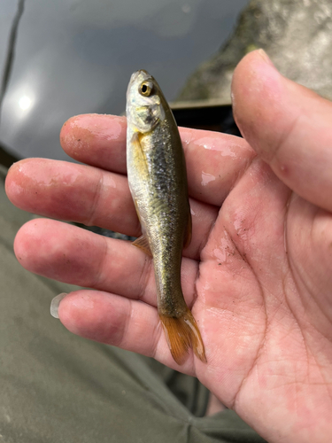 アブラハヤの釣果