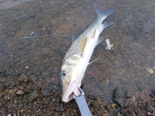 ニゴイの釣果