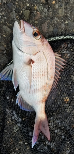 マダイの釣果