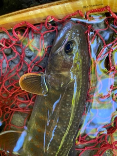 ニッコウイワナの釣果