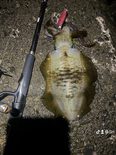 アオリイカの釣果