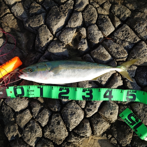 イナダの釣果