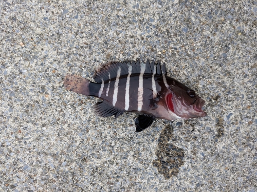 マハタの釣果