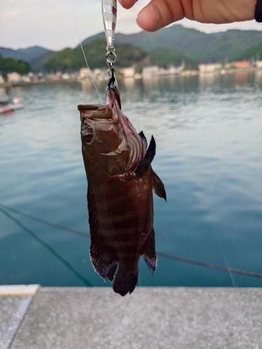 マハタの釣果