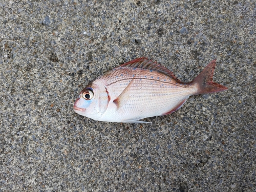 チャリコの釣果