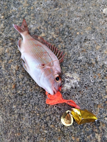 マダイの釣果