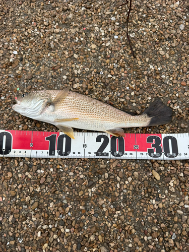 イシモチの釣果