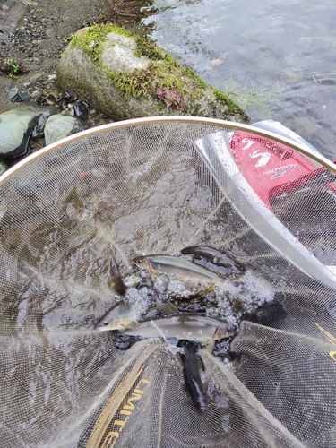 アユの釣果