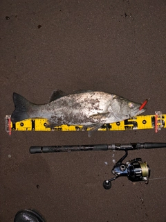 ヒラスズキの釣果