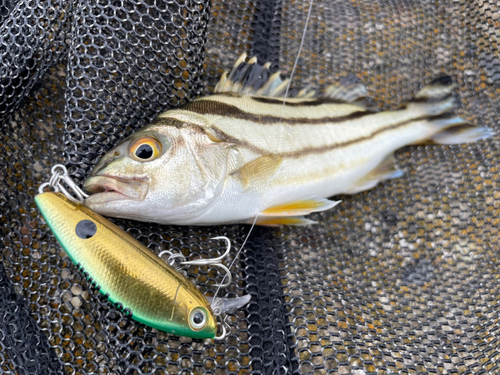 コトヒキの釣果