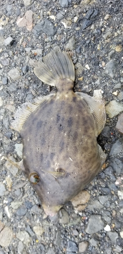 カワハギの釣果