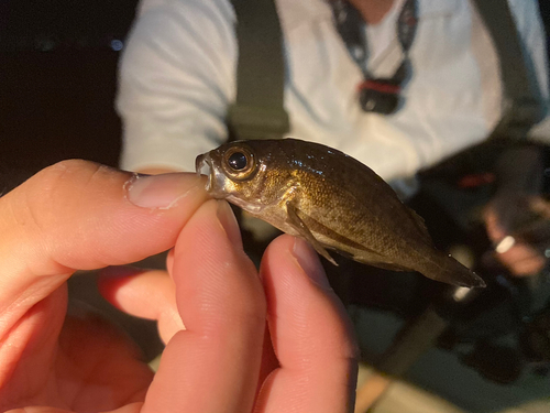 シロメバルの釣果