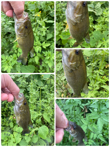 スモールマウスバスの釣果