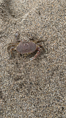 キスの釣果