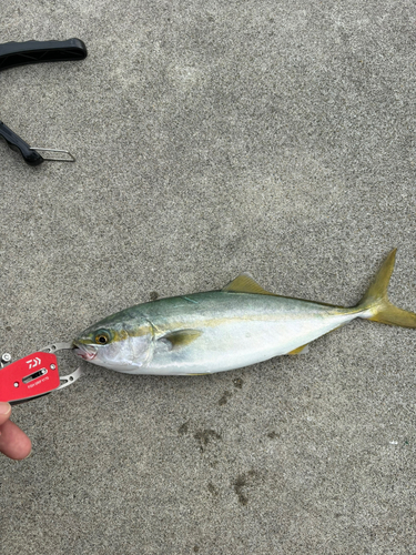 ワカシの釣果