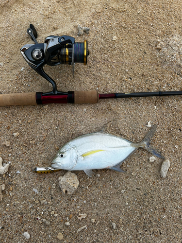 オニヒラアジの釣果