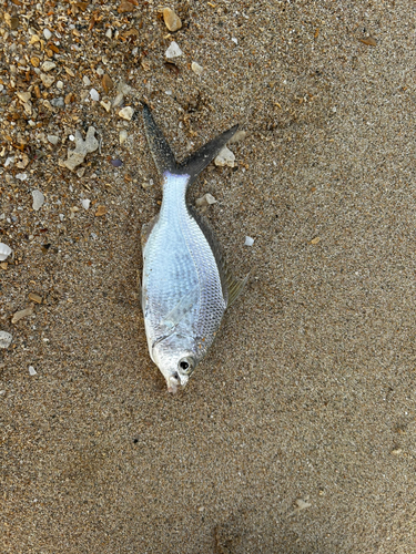 イボダイの釣果