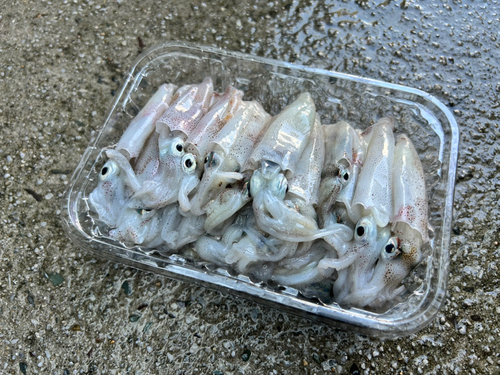 ヒイカの釣果