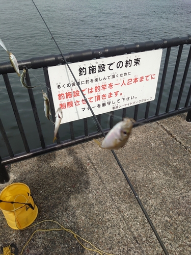 マアジの釣果