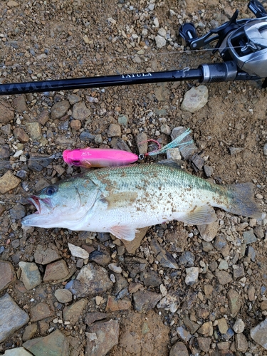 ブラックバスの釣果