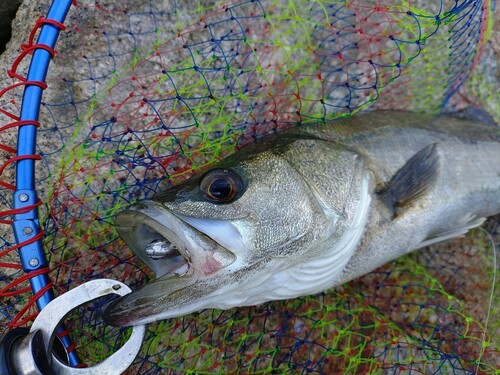 フッコ（マルスズキ）の釣果