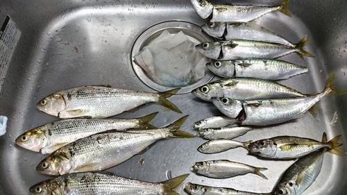 サバの釣果