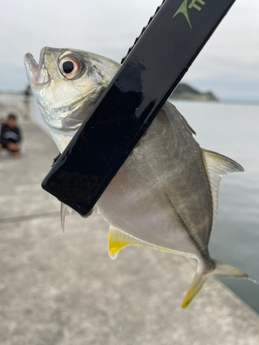 メッキの釣果