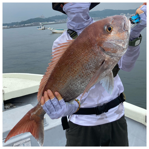 タイの釣果