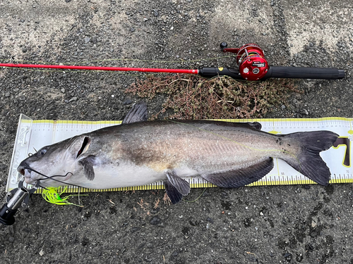 アメリカナマズの釣果