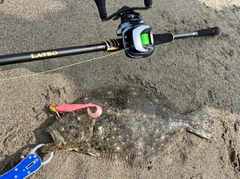 ヒラメの釣果