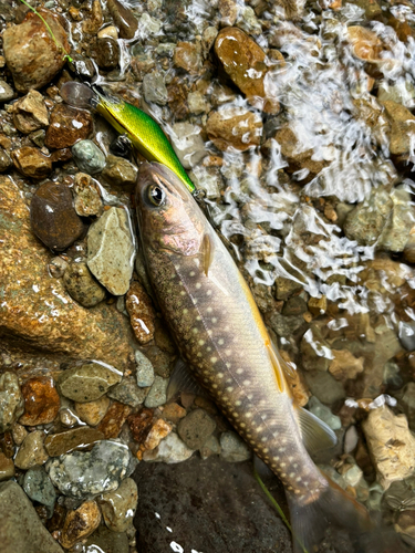 イワナの釣果