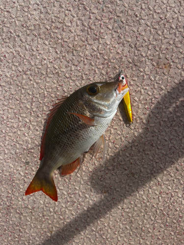 オキフエダイの釣果