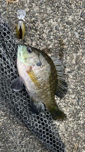 海老名運動公園