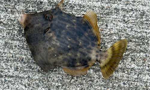 カワハギの釣果