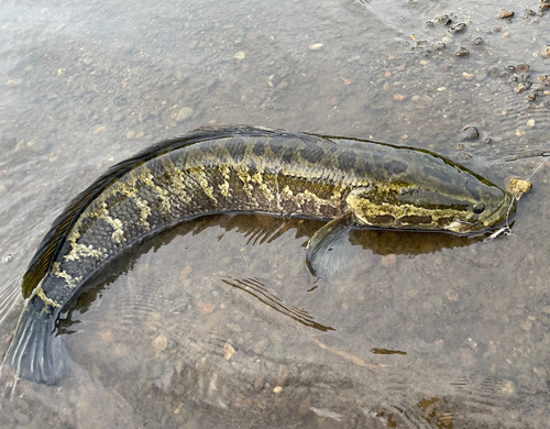 ライギョの釣果