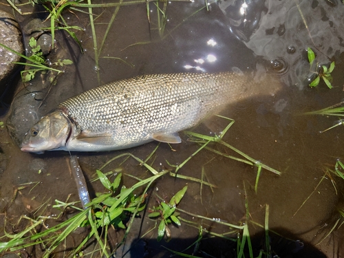 ウグイの釣果