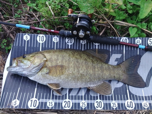 スモールマウスバスの釣果