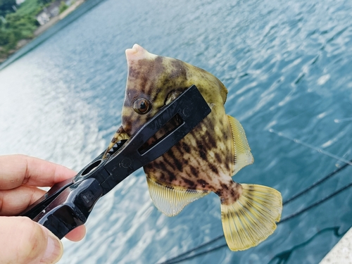 カワハギの釣果