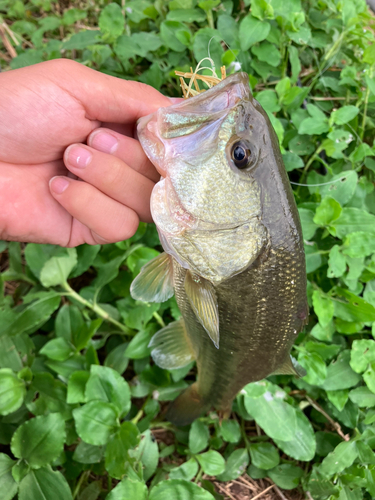 ラージマウスバスの釣果