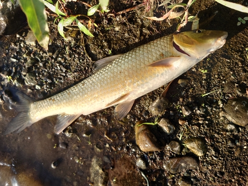 ニゴイの釣果