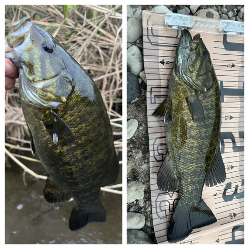 スモールマウスバスの釣果