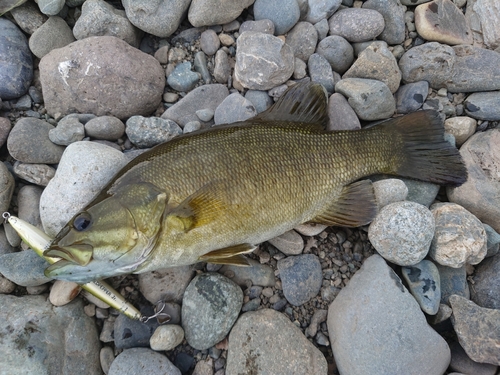 スモールマウスバスの釣果