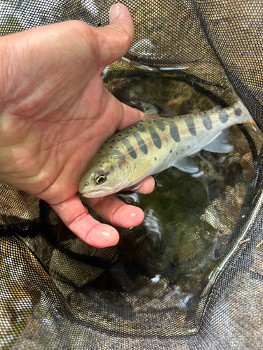 長野県南部