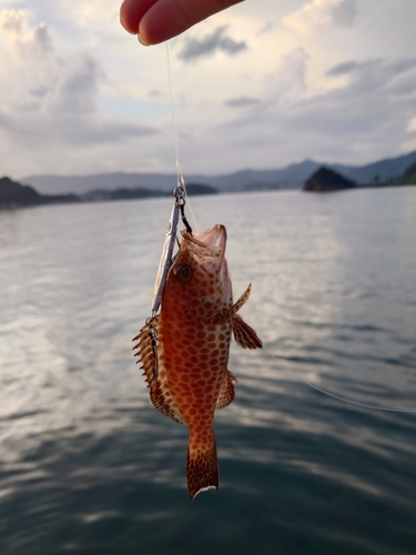 マハタの釣果