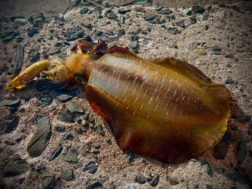 アオリイカの釣果