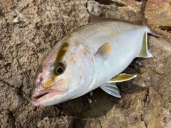 ショゴの釣果