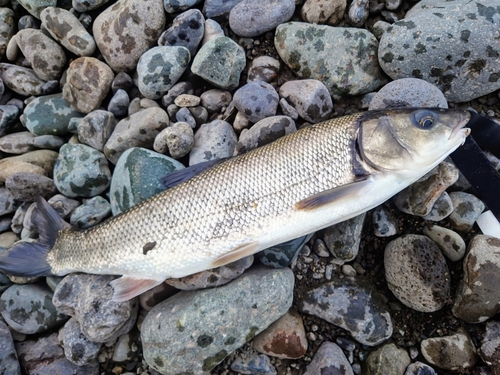 マルタウグイの釣果