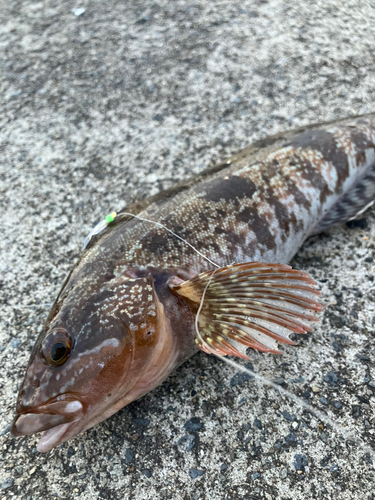 アイナメの釣果