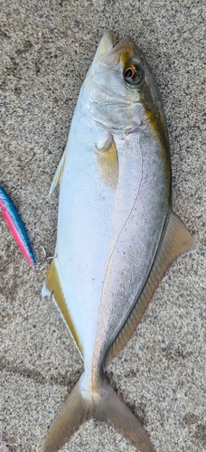 ショゴの釣果